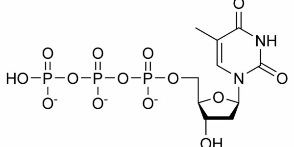 什么是脱氧胸苷三磷酸（DTTP）？